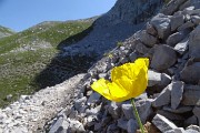 32 Papaver rhaeticum (Papavero dorato) sui macereti del Mandrone